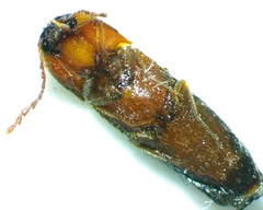 Ampedus areolatus