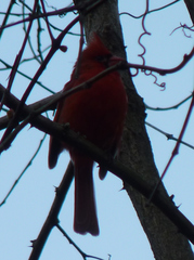 Cardinalis cardinalis