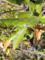 Quercus emoryi