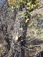 Quercus emoryi
