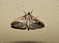 Diaphania fumosalis