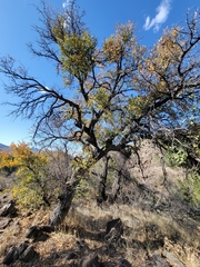 Quercus emoryi