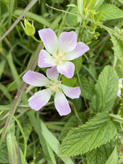Callirhoe alcaeoides
