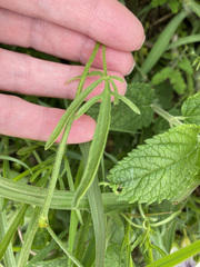 Callirhoe alcaeoides