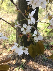 Prunus speciosa