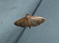 Pilocrocis