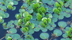Ludwigia helminthorrhiza