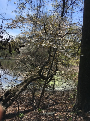 Image of Prunus speciosa by no rights reserved