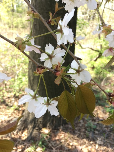 Image of Prunus speciosa by no rights reserved