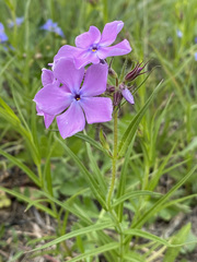 Phlox pilosa