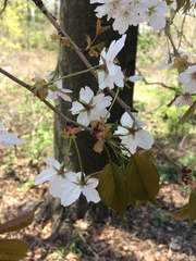 Prunus speciosa