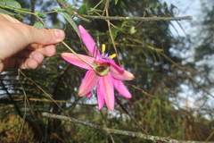Passiflora rogitamensis