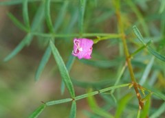 Boronia thujona
