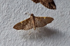 Omiodes simialis