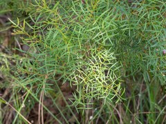 Boronia thujona