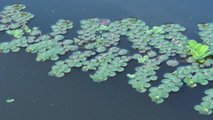 Ludwigia helminthorrhiza