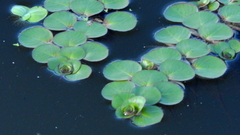 Ludwigia helminthorrhiza