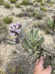 Eriodictyon traskiae