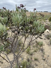 Eriodictyon traskiae