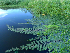 Ludwigia helminthorrhiza