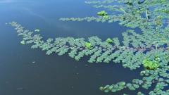 Ludwigia helminthorrhiza