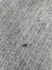 Armadillidium vulgare