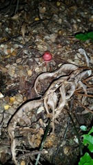 Cortinarius cardinalis