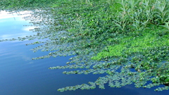 Ludwigia helminthorrhiza