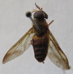 Dichelacera scapularis