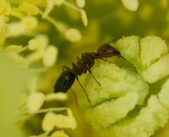 Camponotus bakeri