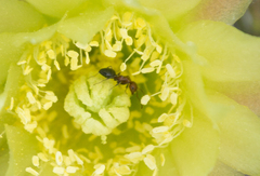 Camponotus bakeri