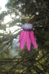 Passiflora rogitamensis