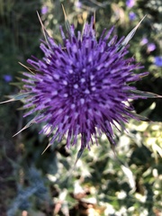 Silybum marianum