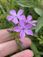 Phlox pilosa