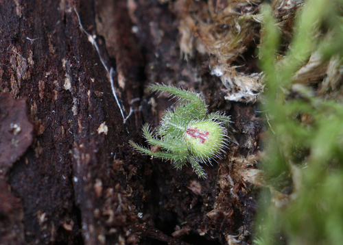 Heriaeus graminicola