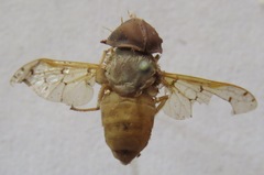 Chlorotabanus mexicanus