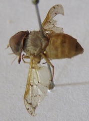 Chlorotabanus mexicanus