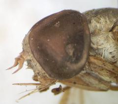 Chlorotabanus mexicanus