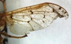 Chlorotabanus mexicanus