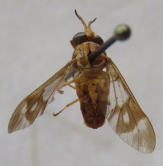 Chrysops variegatus