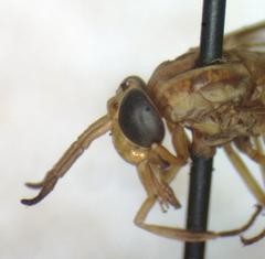 Chrysops variegatus