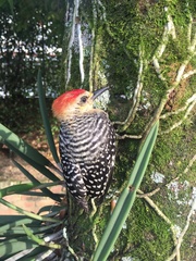 Melanerpes rubricapillus