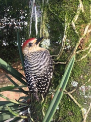 Melanerpes rubricapillus