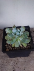 Echeveria runyonii