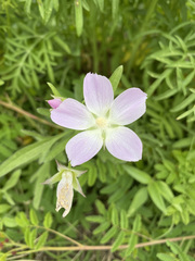 Callirhoe alcaeoides