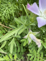 Callirhoe alcaeoides
