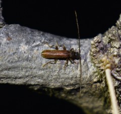 Haplidus