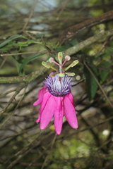 Passiflora rogitamensis