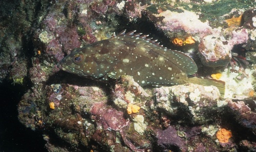 Starry Grouper