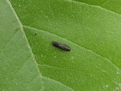 Paragrilus rugatulus